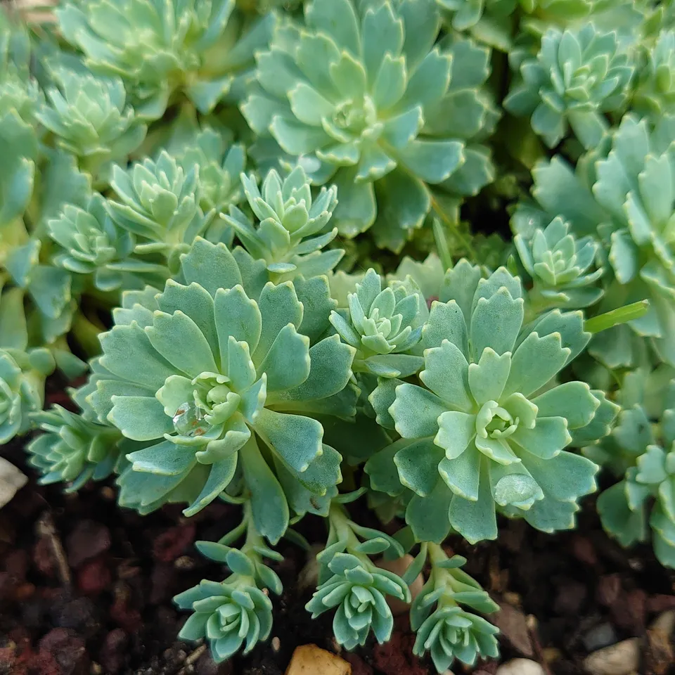 Passion Vivaces SEDUM Nessy sédum rocaille pot 1L