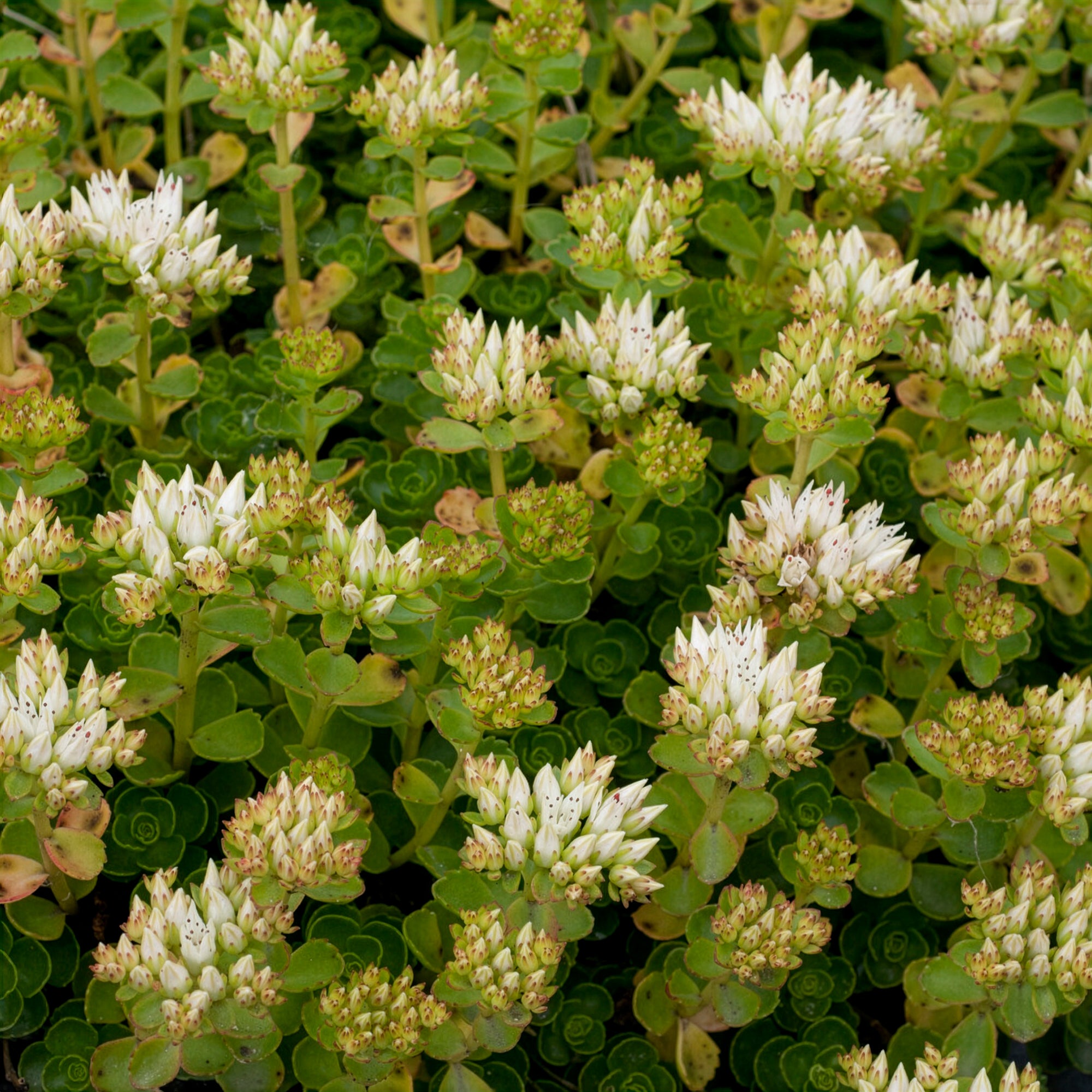 Bakker Sedum Spurium Album plante vivace pot 9cm blanc