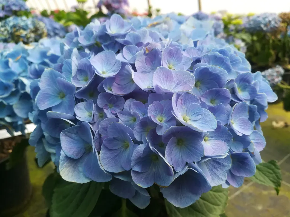 Les Hortensias du Haut Bois Bodensee hortensia boule bleue godet