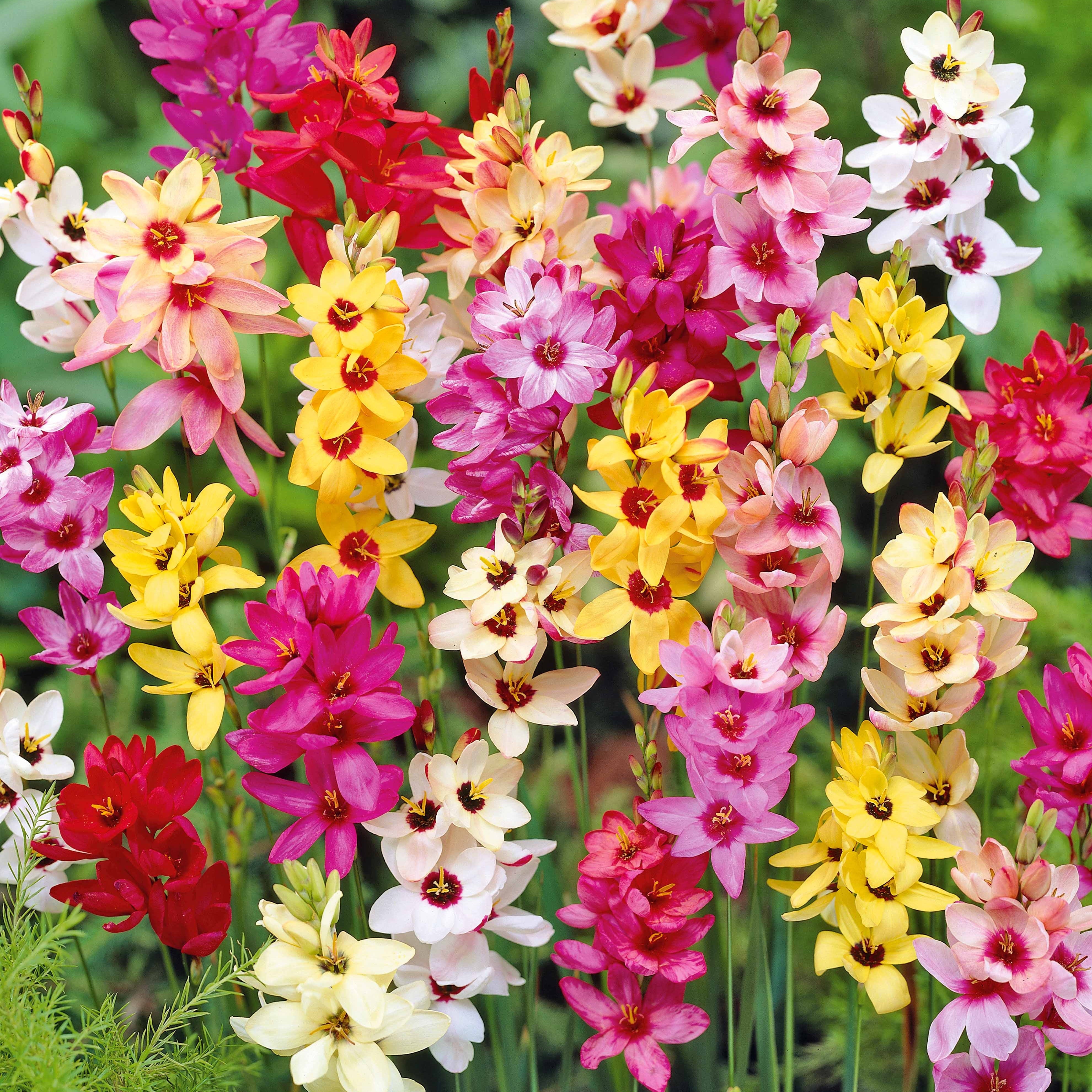 Bakker Ixias en mélange bulbes 15 bulbes multicolore soleil