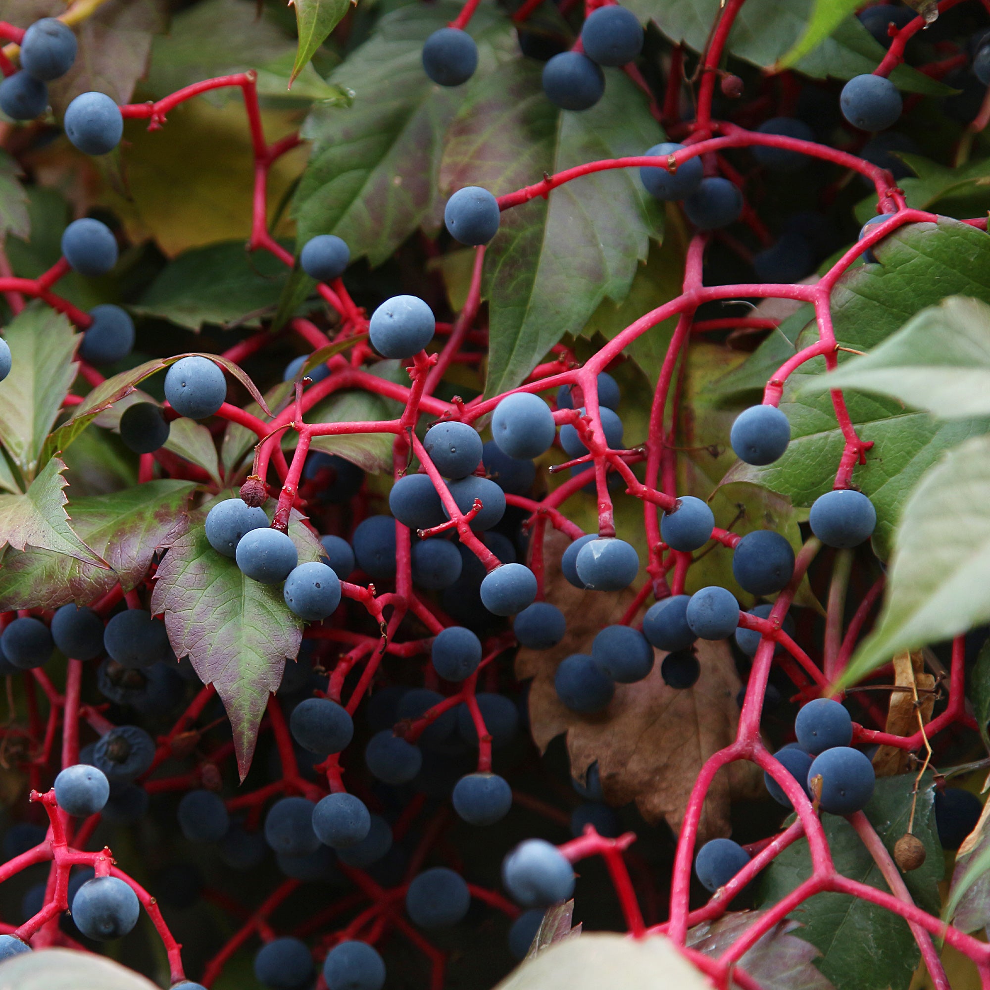 Bakker Vigne vierge Engelmann grimpante pot 2L 40-50cm
