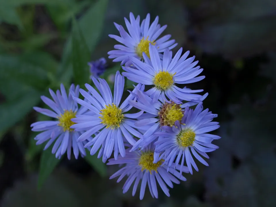 Passion Vivaces Aster novi-belgii Gloire de Nancy aster godet bleu