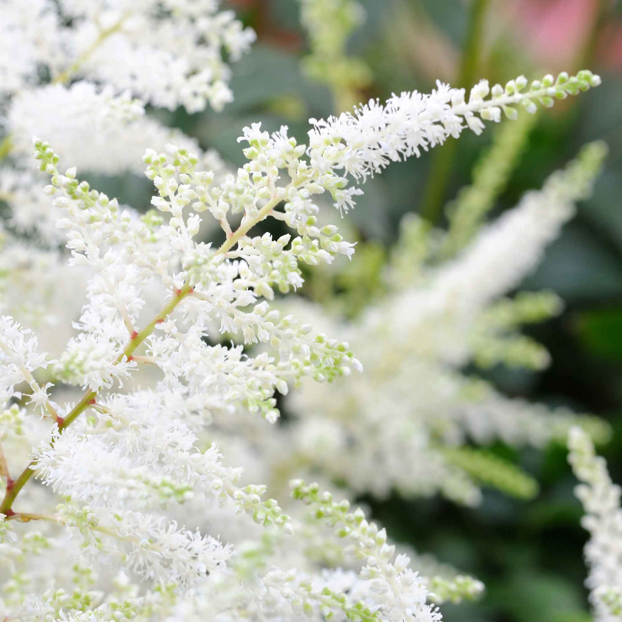 Bakker Astilbe Brautschleier vivace blanche pot 9cm