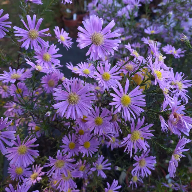Passion Vivaces Aster novi belgii Superstar vivace godet bleu lilas