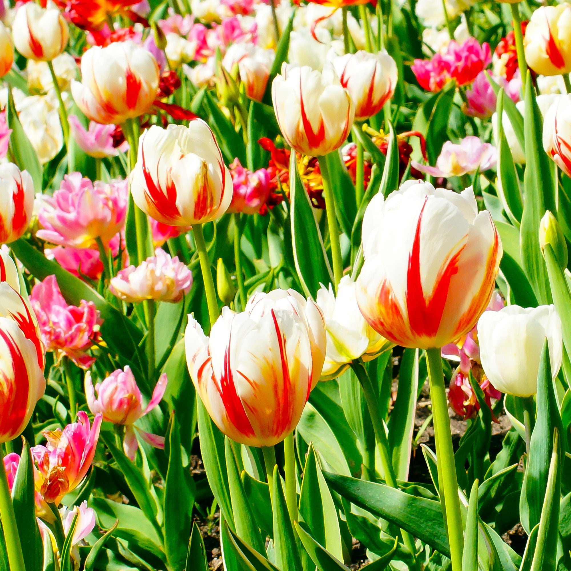 Bakker Bulbes à fleurs Tulipes Triomphe Carnaval de Rio bulbes sachet 10 rouge