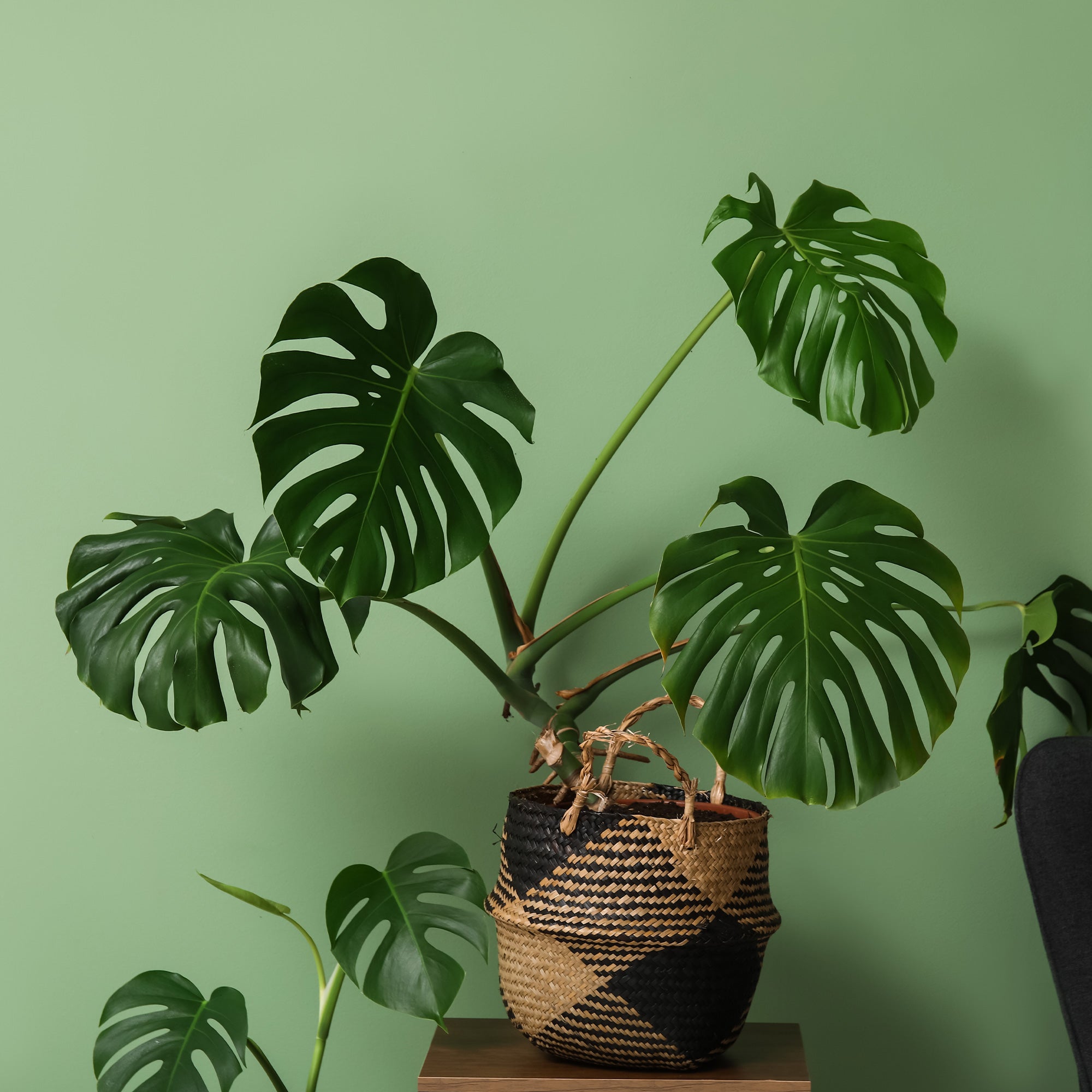 Bakker Monstera deliciosa plante verte pot 17 cm 40 cm