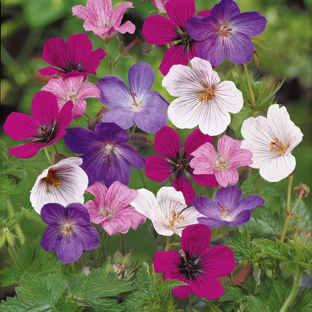 Bakker Géraniums Rainbow géranium vivace racines nues x5 mélange