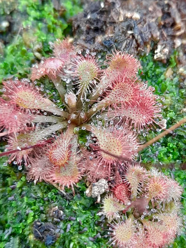 Carniflore Drosera tokaiensis plante carnivore pot 9 cm mauve