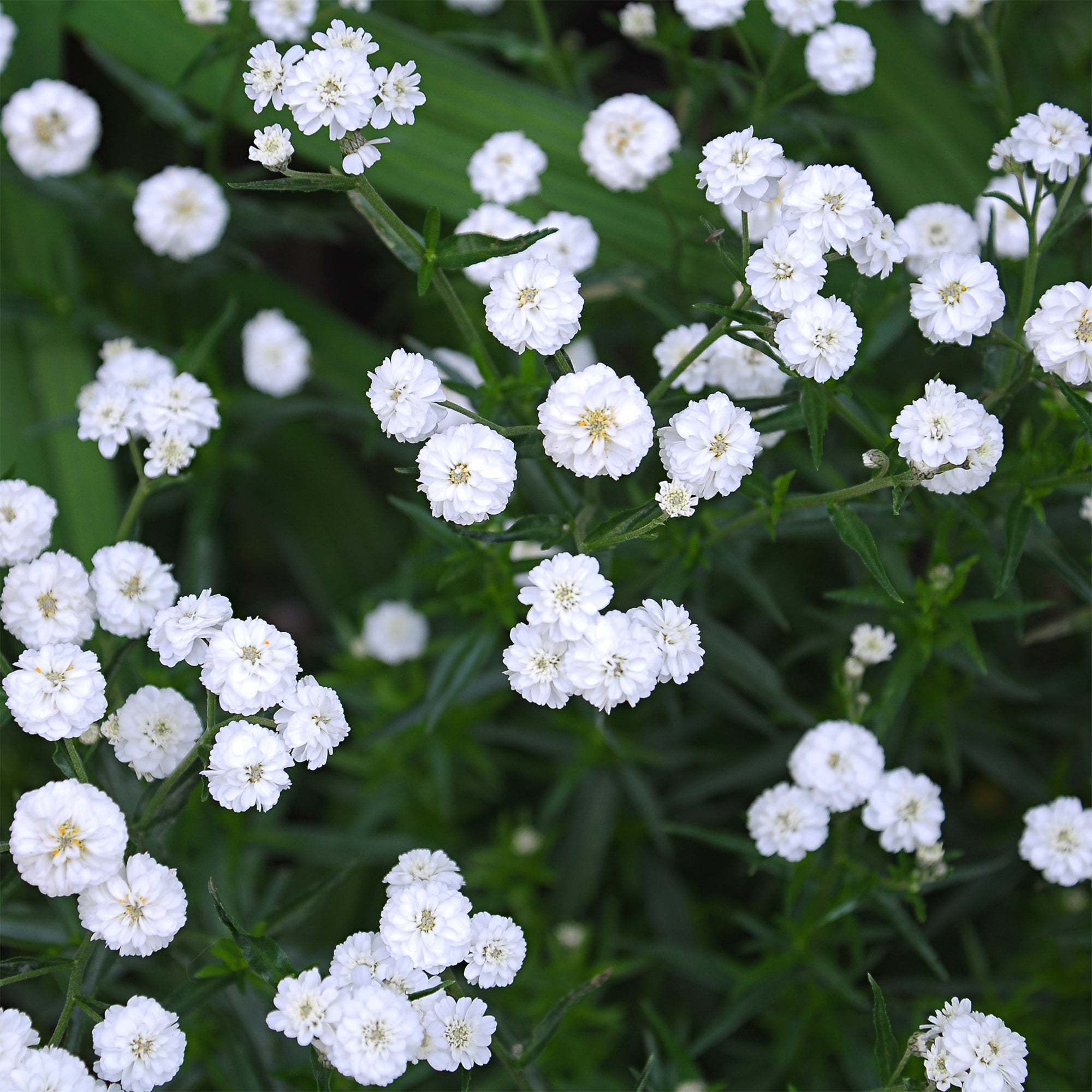 Bakker Achillée The Pearl plante vivace pot 9cm fleurs blanches
