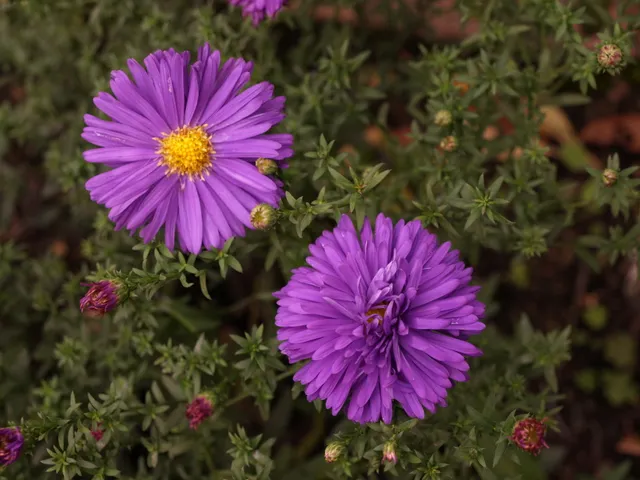 Passion Vivaces Aster novi-belgii Sailor Boy godet violet