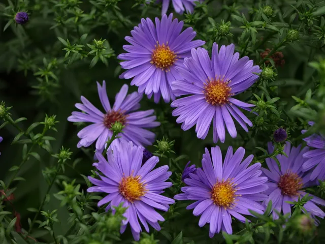 Passion Vivaces Aster dumosus Early Blue godet bleu 55mm