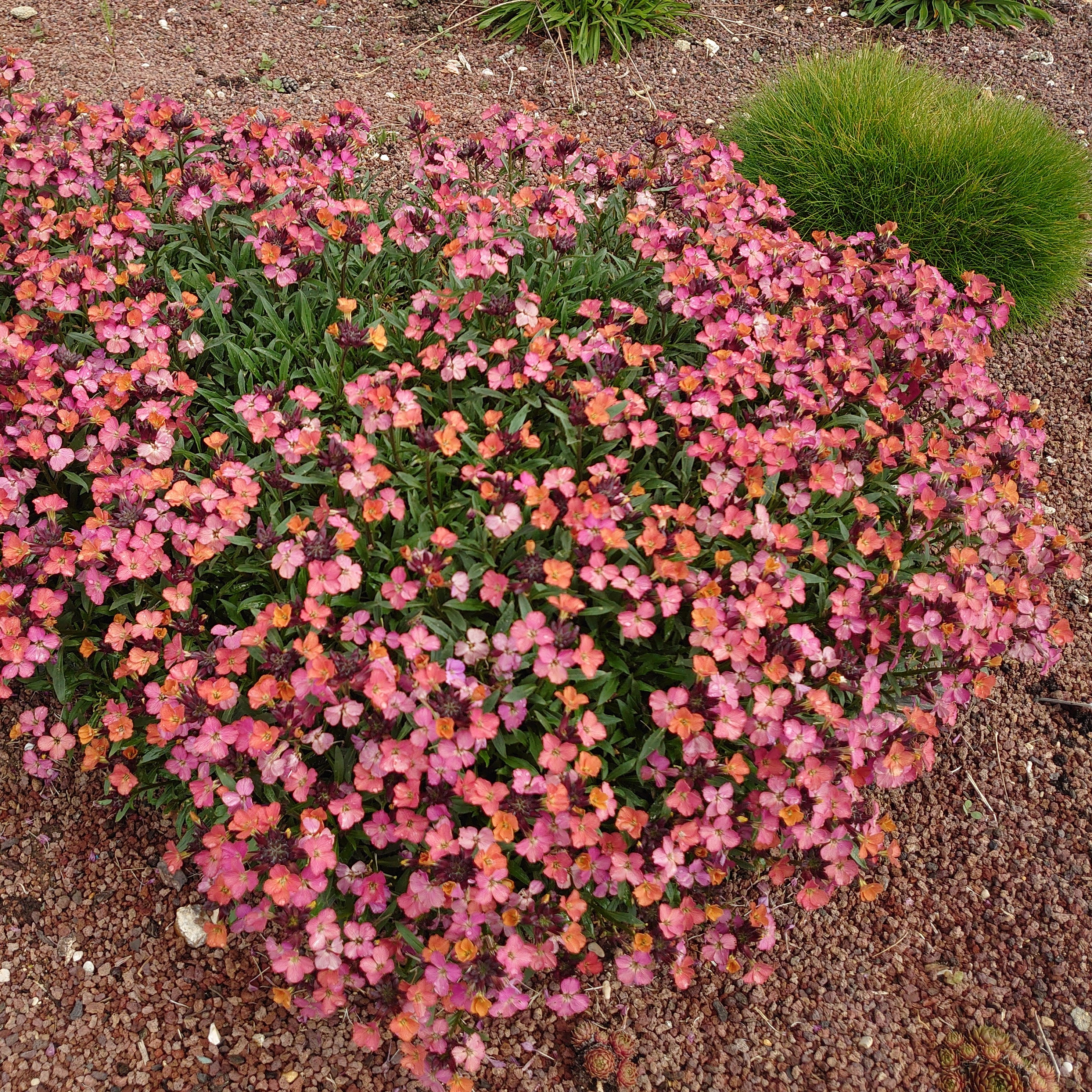 Passion Vivaces Erysimum Constant Cheer giroflée pot 1 litre persistante