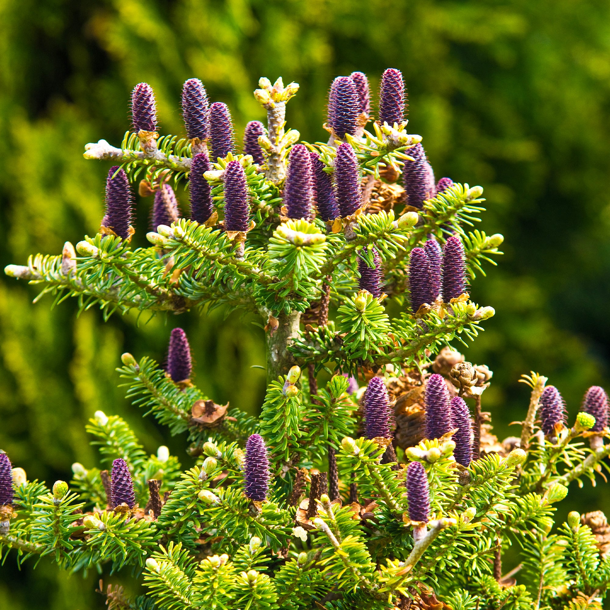 Bakker Sapin de Corée conifère pot 2L violet