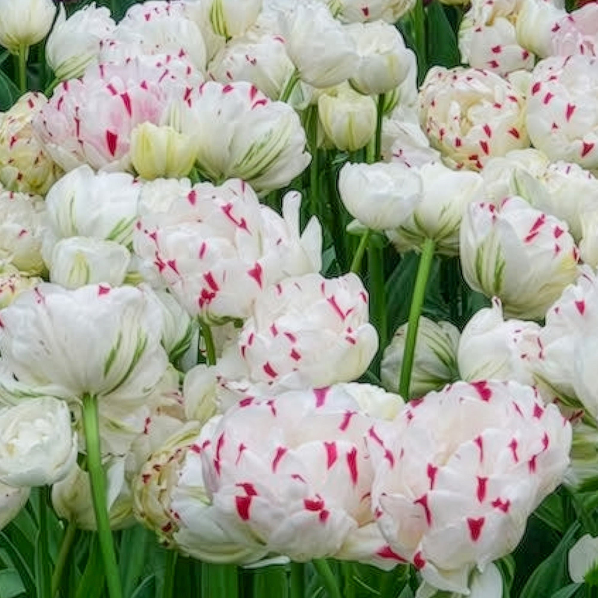 Bakker Dance Line tulipe double 7 bulbes multicolore