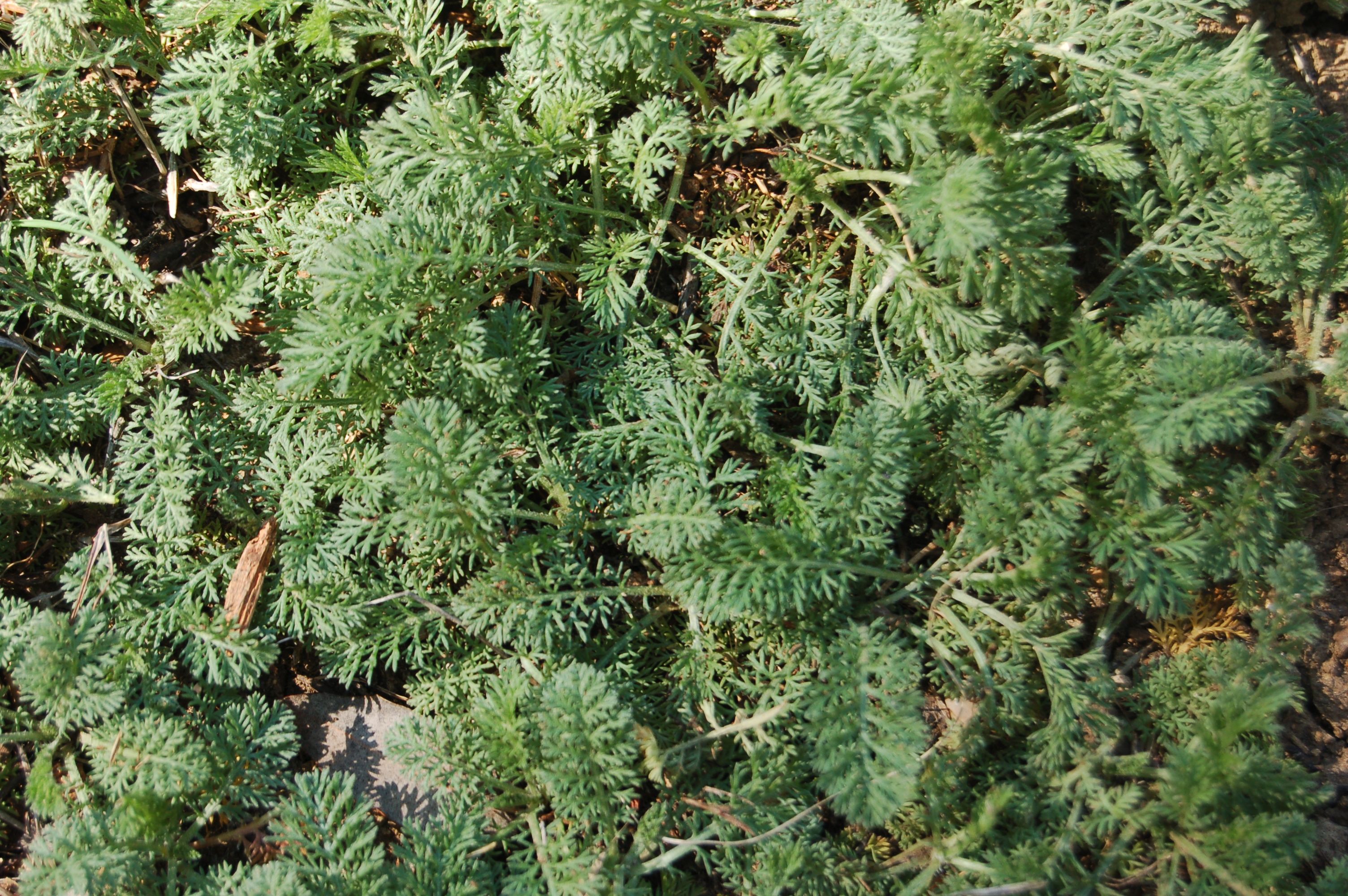 Passion Vivaces Achillea Odorata achillée plante vivace pépinière