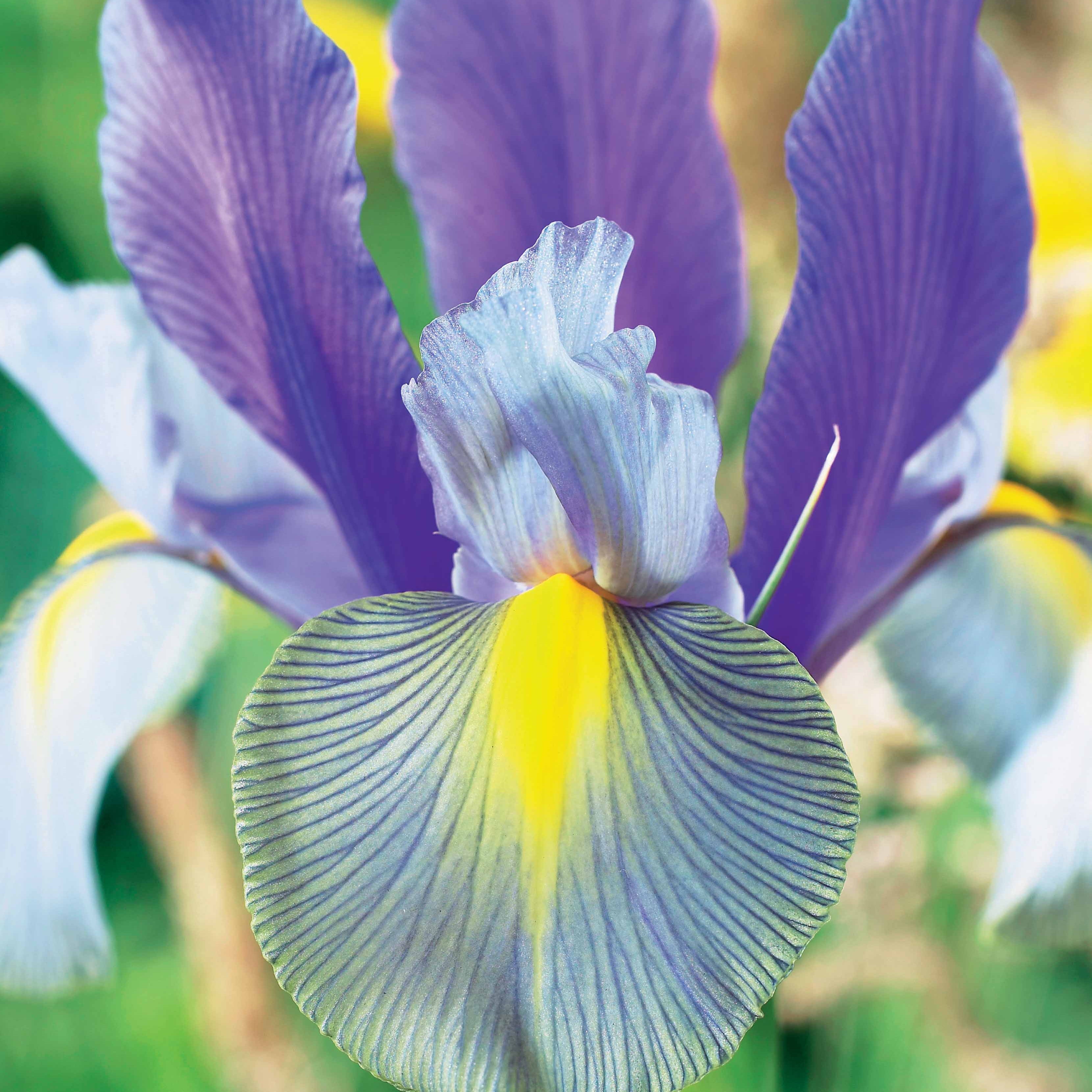 Bakker Iris Mystic Beauty bulbes sachet 20 fleurs à couper