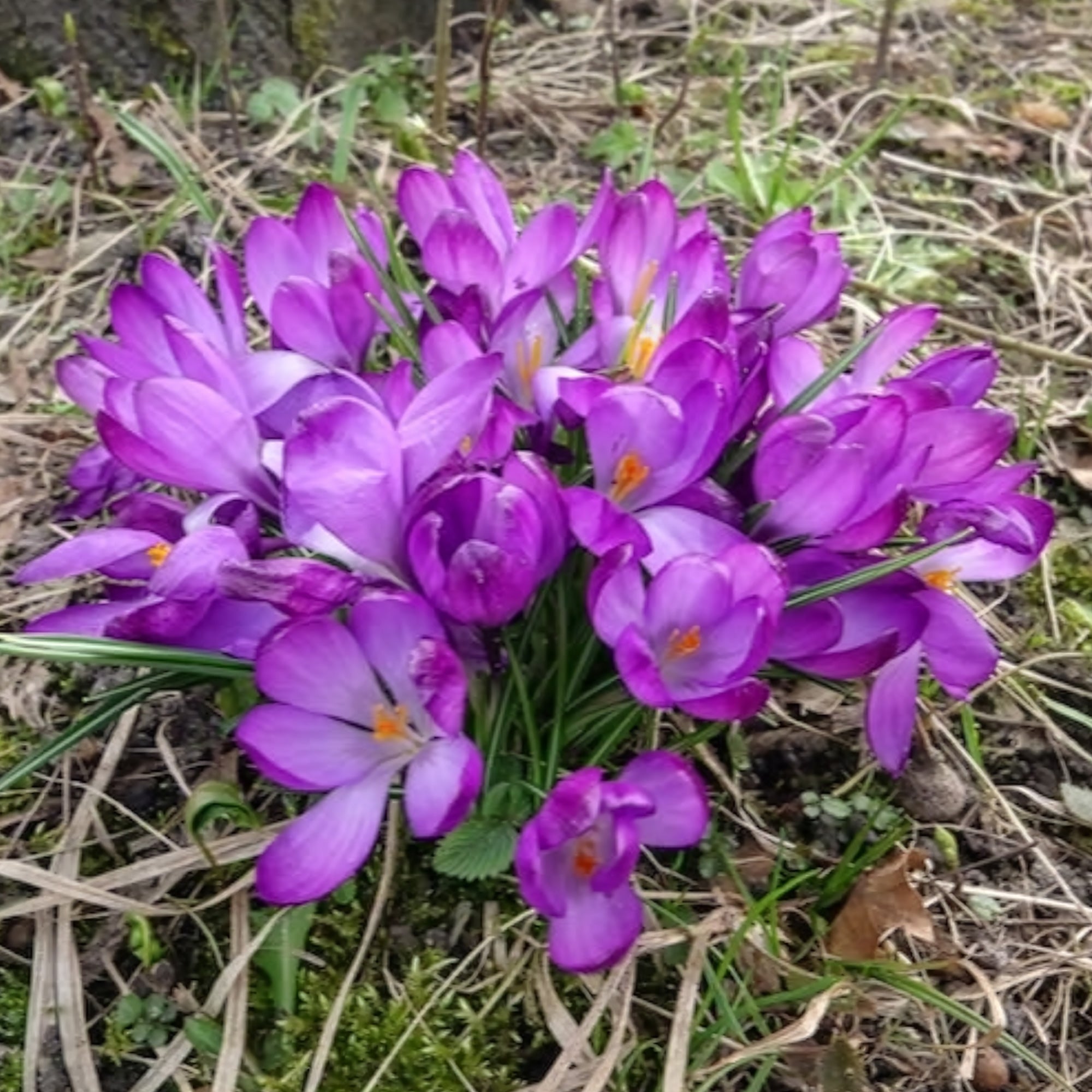 Bakker Ruby Giant crocus sachet de 20 violet février-mars