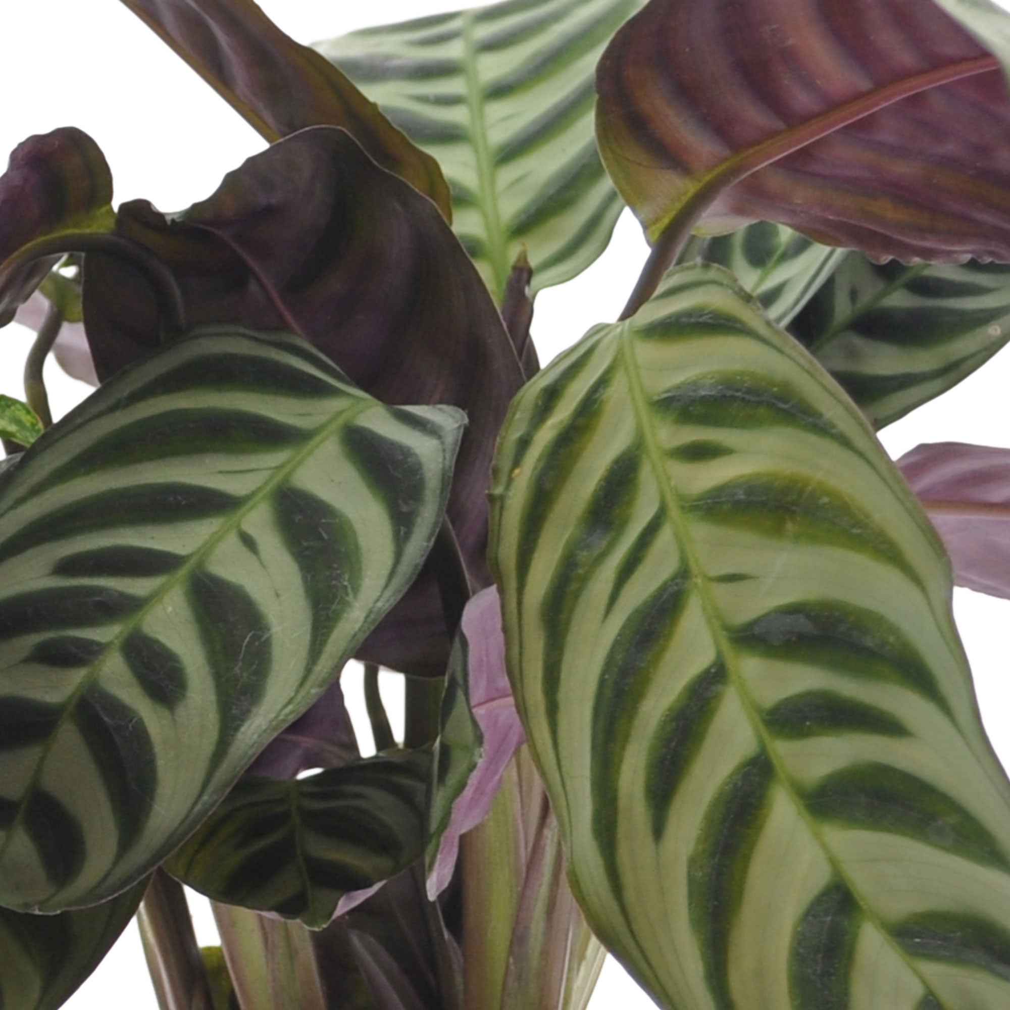 Bakker Plantes d'intérieur Collection marbré 3 pots 20-40cm