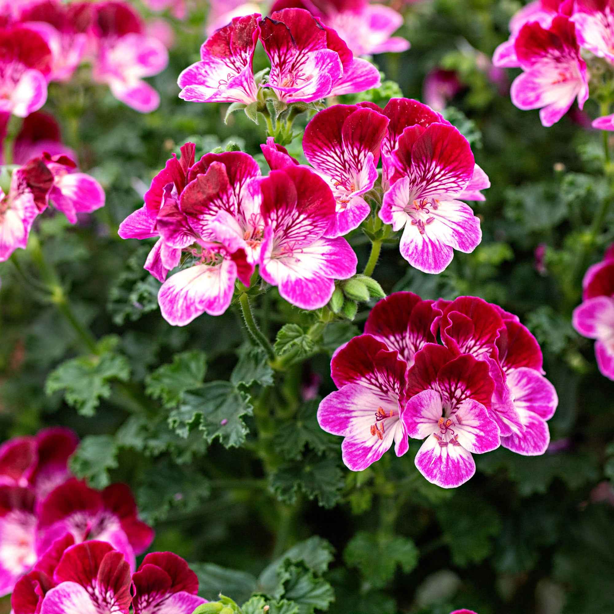 Bakker Terrasses et balcons Géranium Tip Top Duet 3 pots Ø10.5cm rose