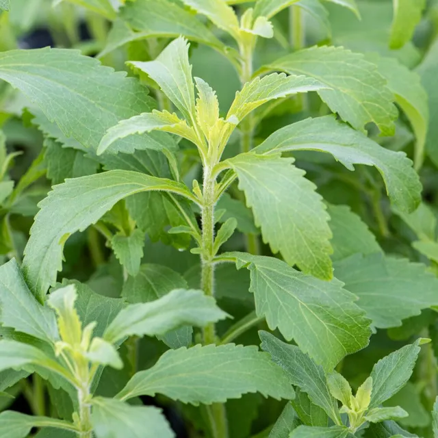 Bakker Stevia herbe à sucre graines 20 graines