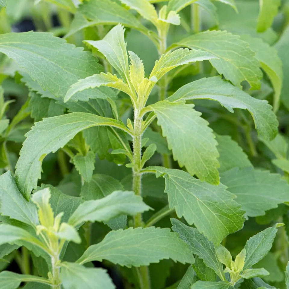 Bakker Stevia herbe à sucre graines 20 graines