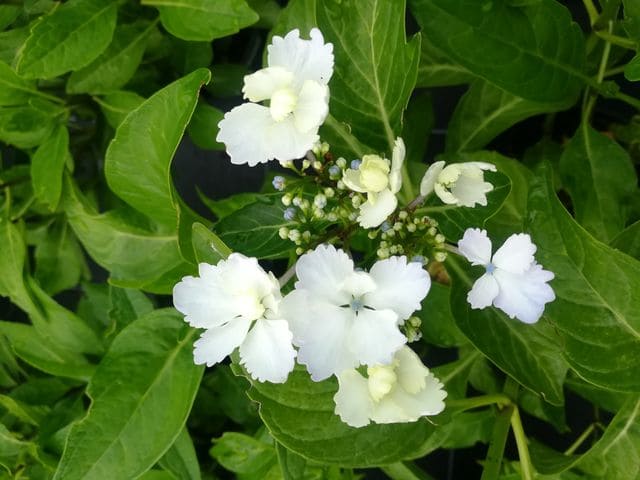 Les Hortensias du Haut Bois Mikamba hortensia fleurs plates godet