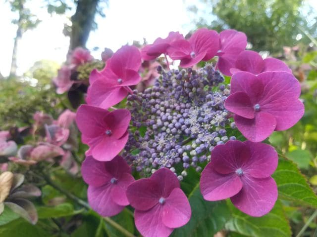 Les Hortensias du Haut Bois Zeizig hortensia fleurs plates godet