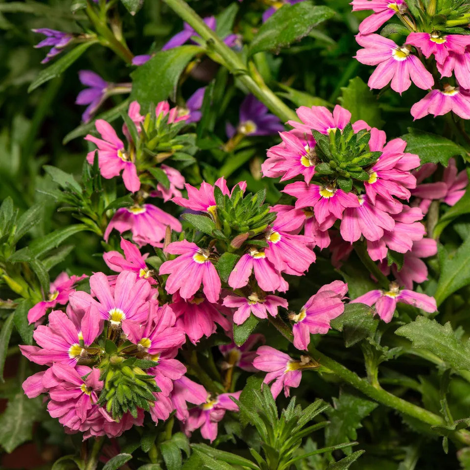 Bakker Scaevola Baby Pink Touch fleur 3 pots Ø10,5cm rose