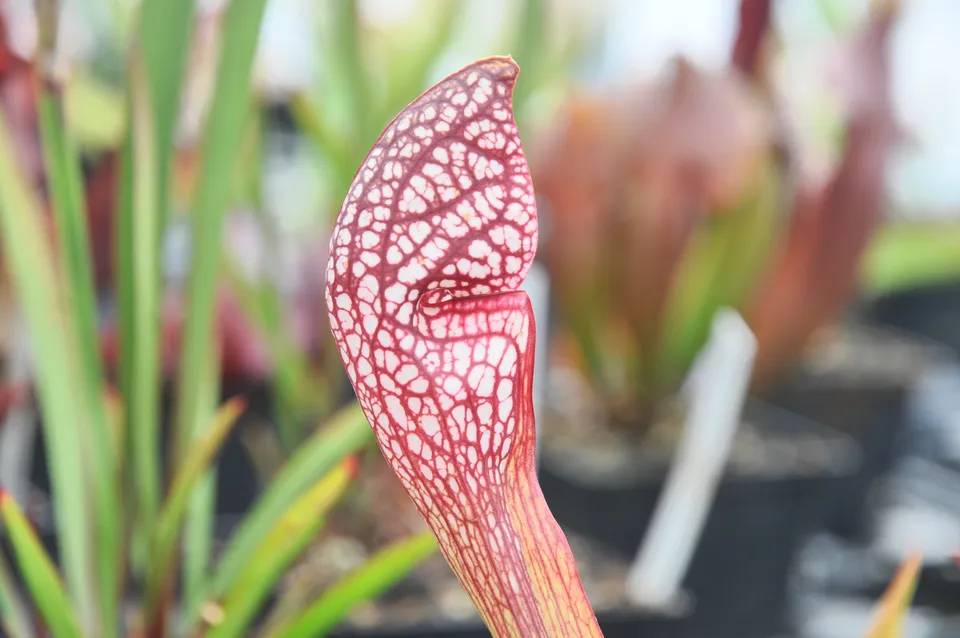 Carniflore Sarracenia x wrigleyana plante carnivore 1 point