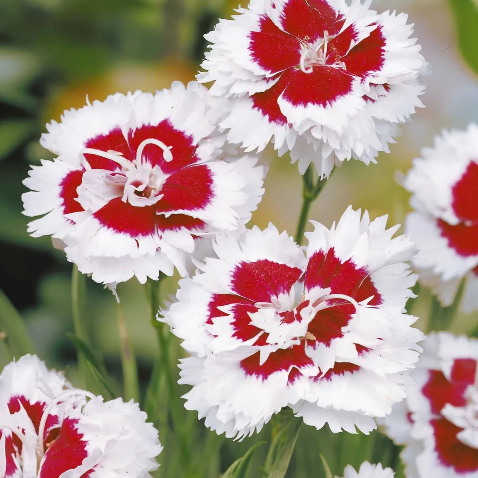 Bakker Œillet spiculifolius lot 2 pots 9cm fleurs parfumées