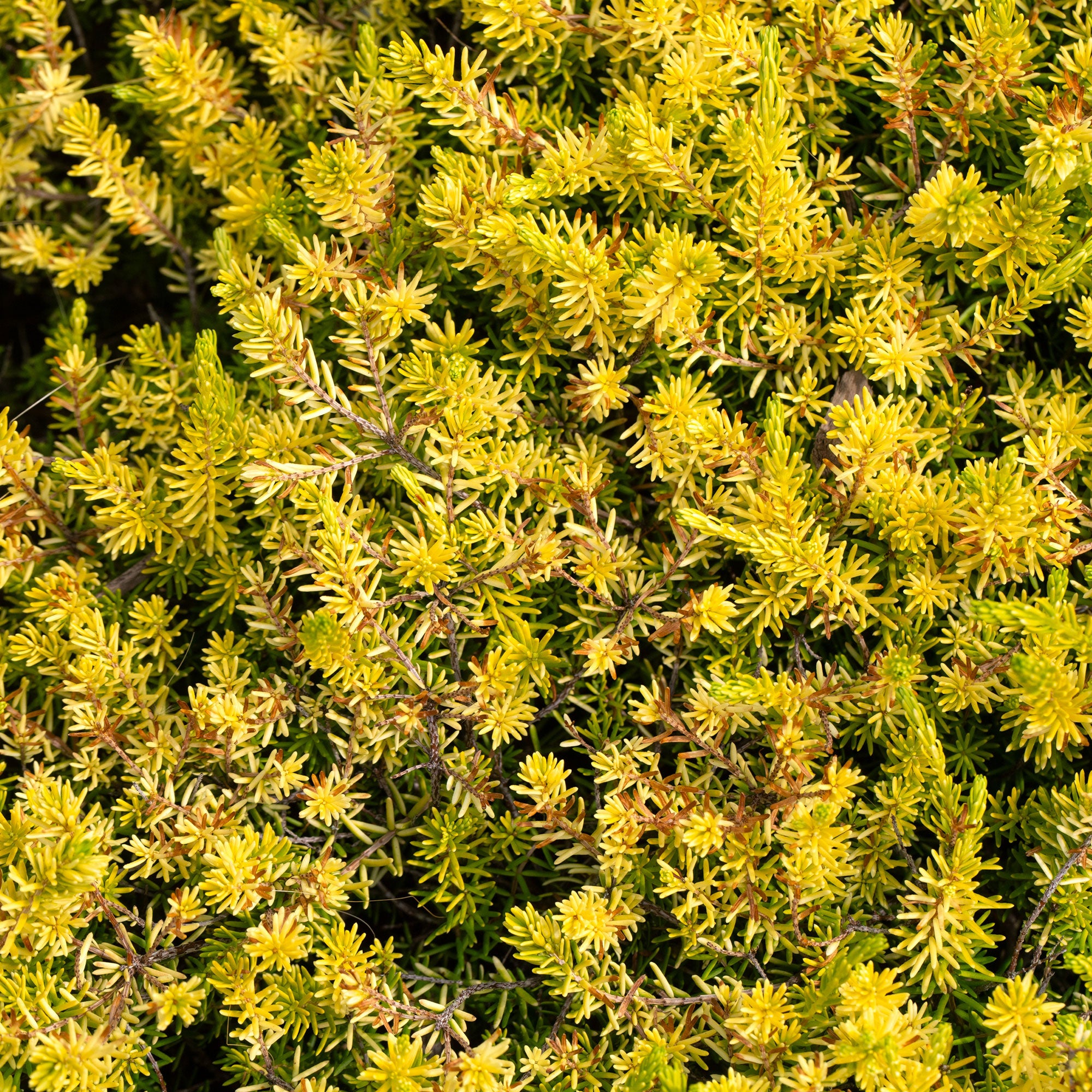 Bakker Angelina sedum des rochers plante pot 9cm doré