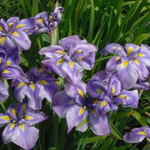 Bakker Iris du Japon plante bassin violette pot 9cm