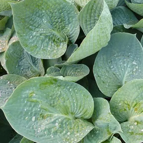Bakker Hosta Love Pat vivace pot Ø9cm feuilles bleues