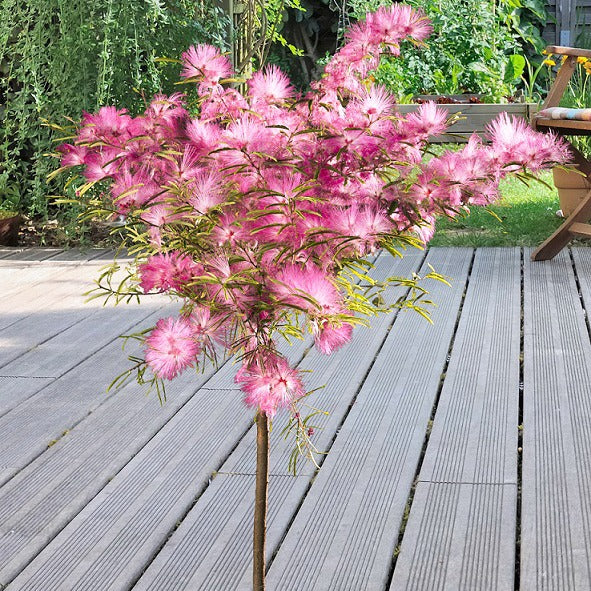 Bakker Calliandra Pink Powder Puff arbuste tige 3L rose