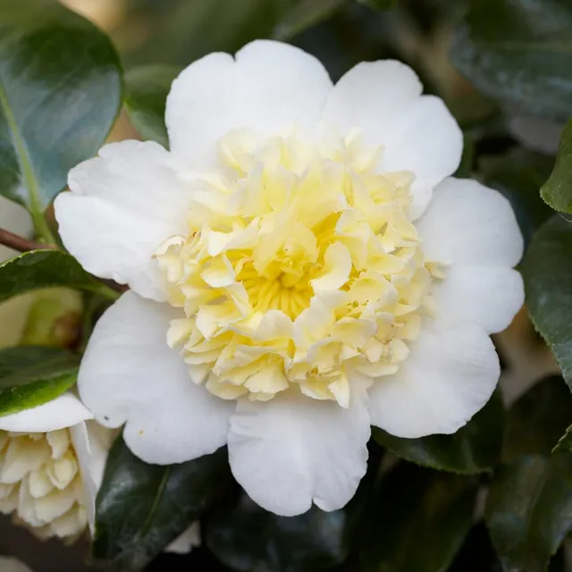 Bakker Camellia Brushfields Yellow rose du Japon pot 15cm