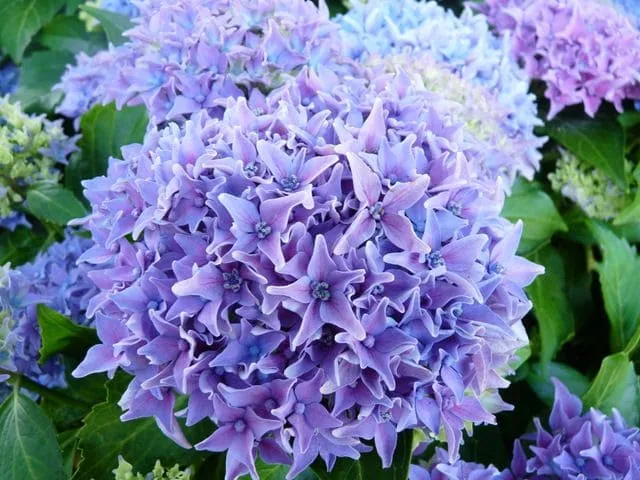 Hortensias du Haut Bois Tovelit hortensia boule compact