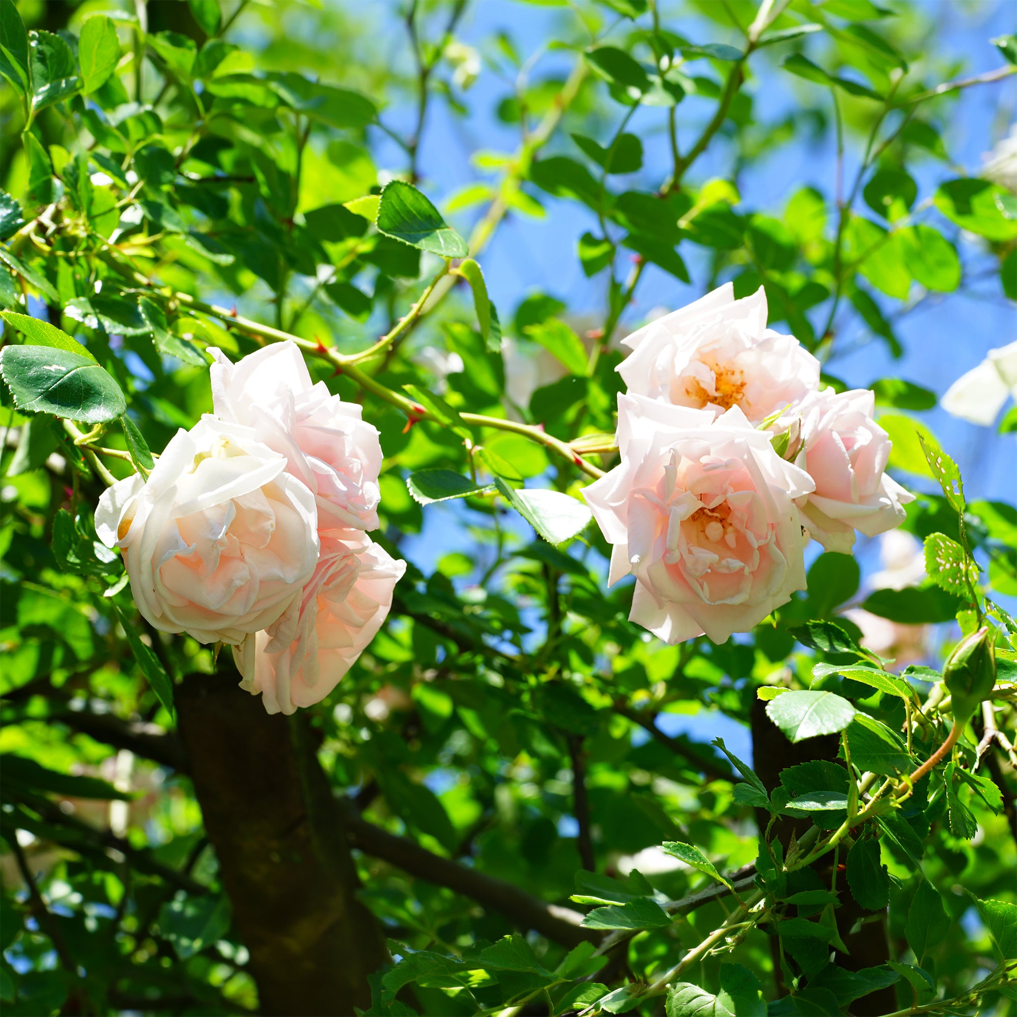 Bakker Rosier New Dawn grimpant pot 4L rose remontant