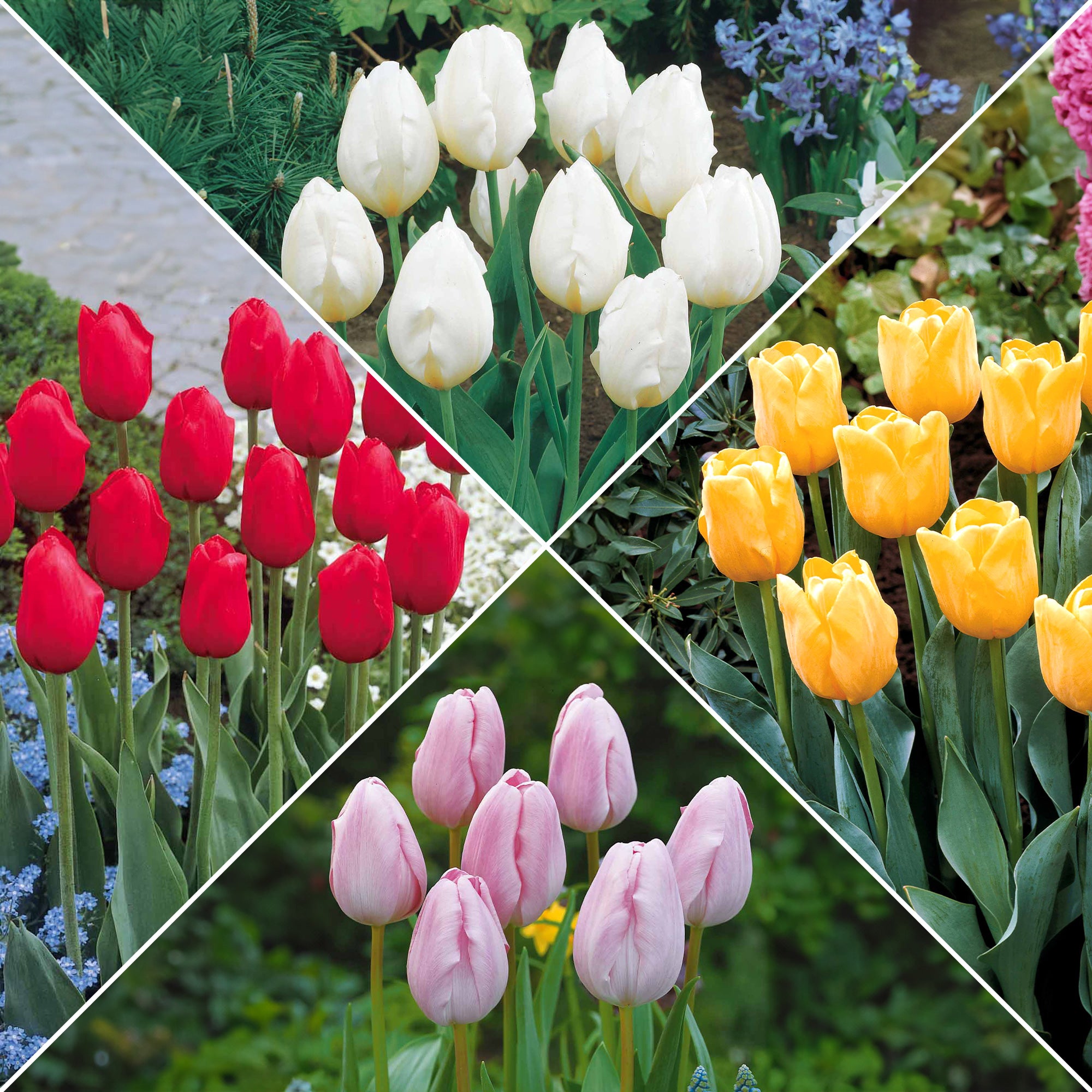 Bakker Collection 20 Tulipes longues tiges bulbe mélange