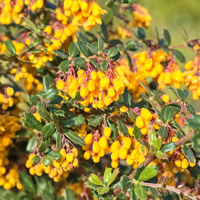 Bakker Épine-vinette Darwin Berberis arbuste pot 9cm