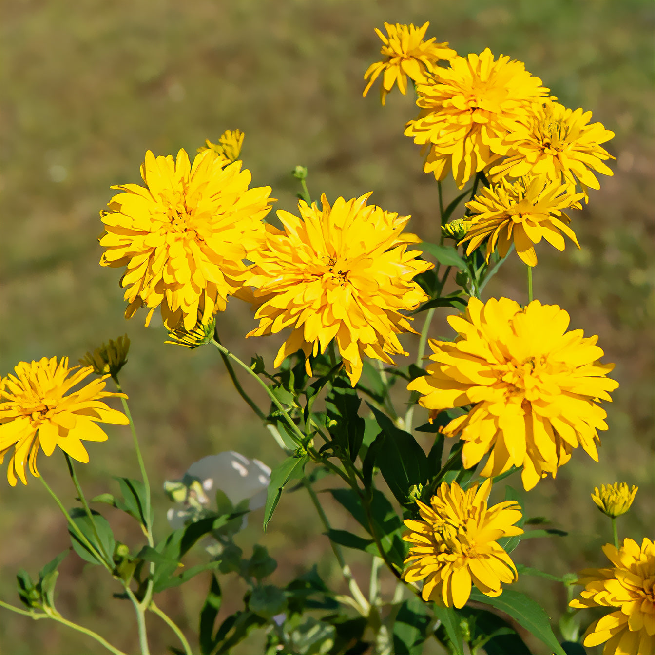 Bakker Rudbeckia Goldquelle plante vivace pot 9cm jaune double