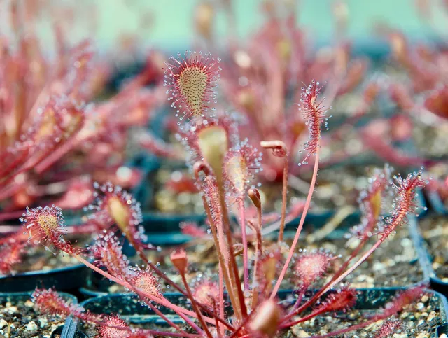 Carniflore Drosera x eloisiana plante carnivore pot adulte