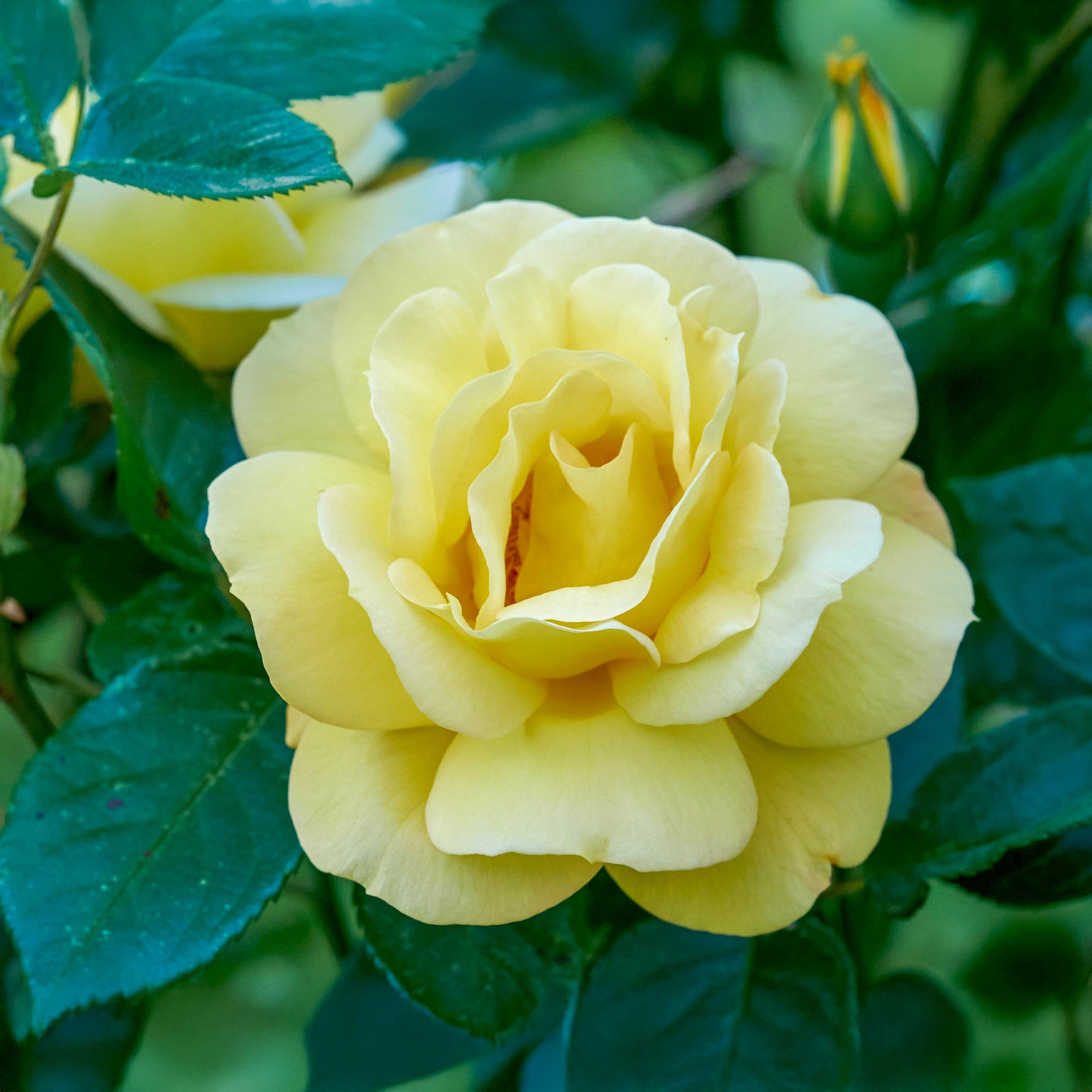 Bakker Rosier buisson Arthur Bell pot 3L jaune parfumé
