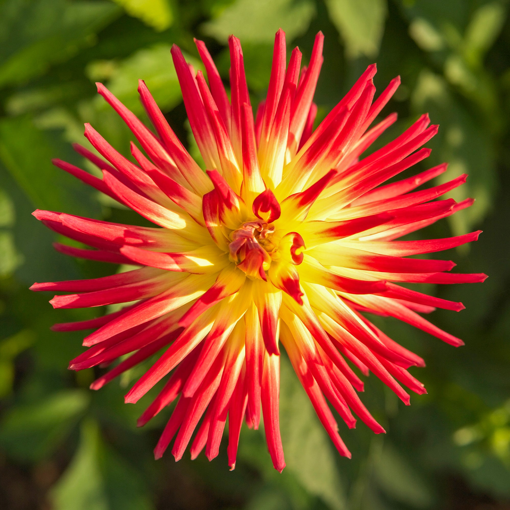 Bakker Dahlia cactus Oiseau de Feu bulbes sachet 3 calibre II