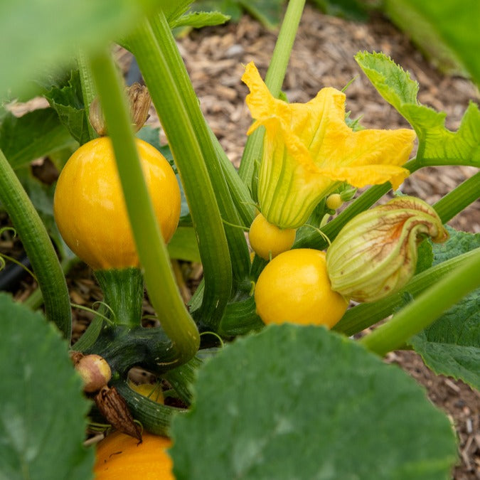 Bakker Sun Ball F1 courgette sachet 7 graines ronde jaune