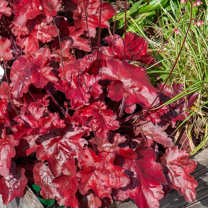 Bakker Plantes vivaces Heuchère Fire Chief vivace pot 9cm rouge