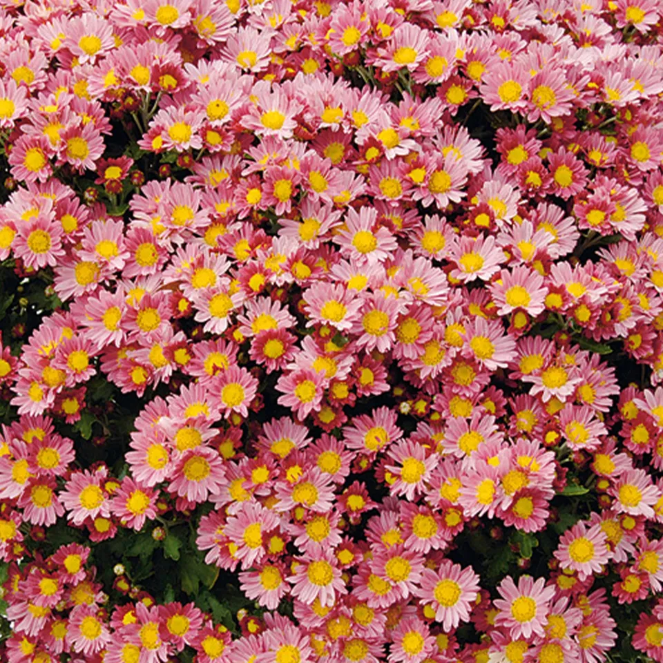 Bakker Chrysanthème Bengo Rosa vivace pot 8cm rose