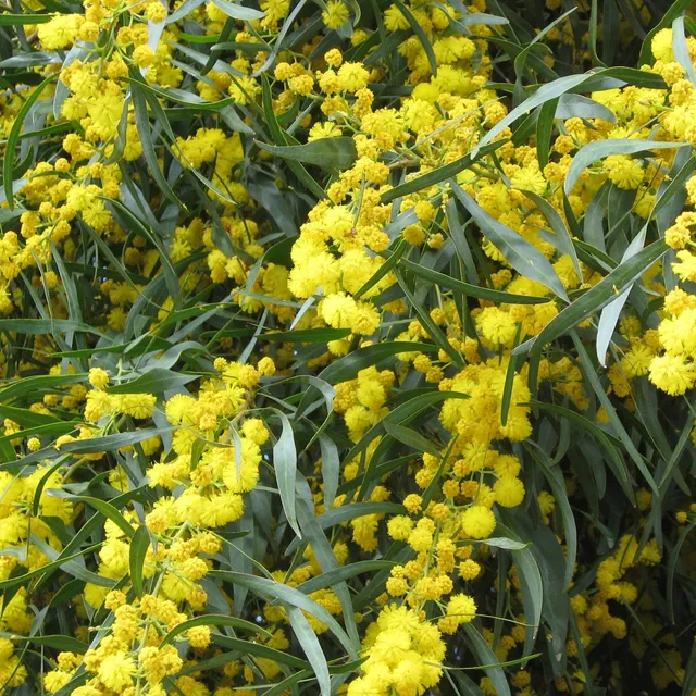 Bakker Mimosa des 4 saisons pot Ø9cm fleurs jaunes