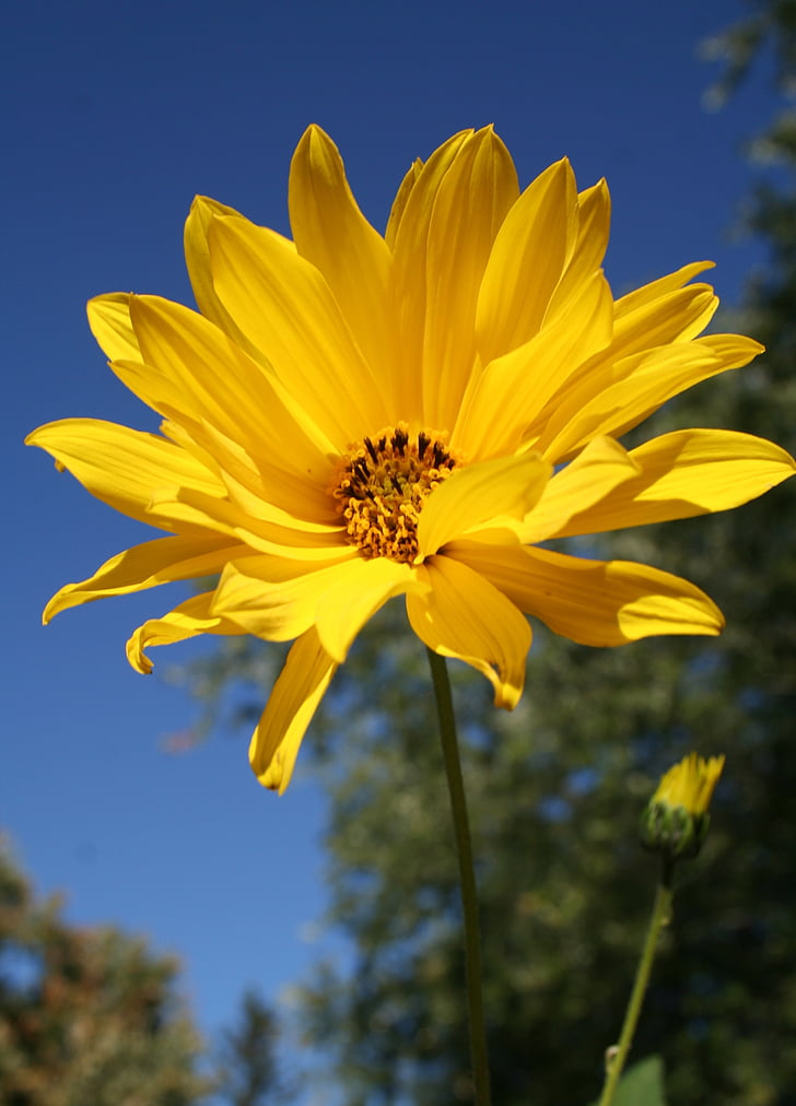 Passion Vivaces Helianthus decapetalus Monarch plante vivace pot 1L fleurs jaunes