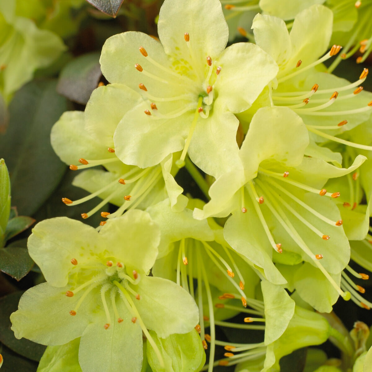 Bakker Rhododendron Princess Anne pot 3L jaune nain