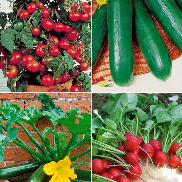 Bakker Collection légumes balcon graine 4 sachets pot compact